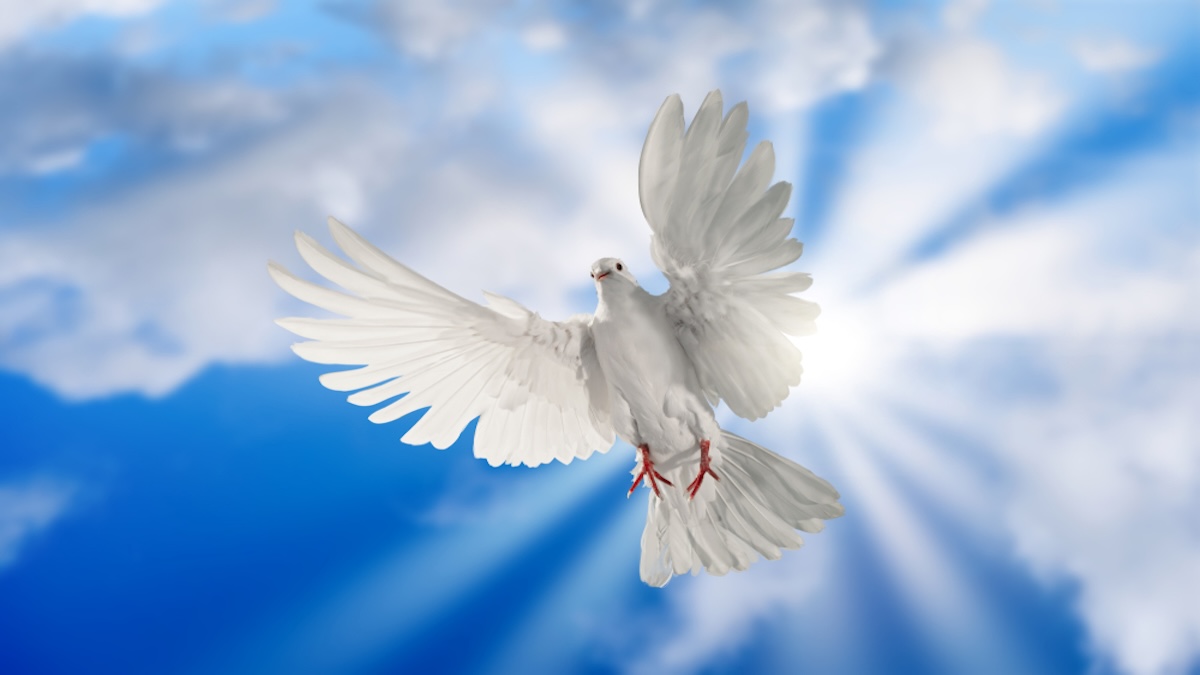 On My Mind: One Flew Over the Dove&rsquo;s Nest