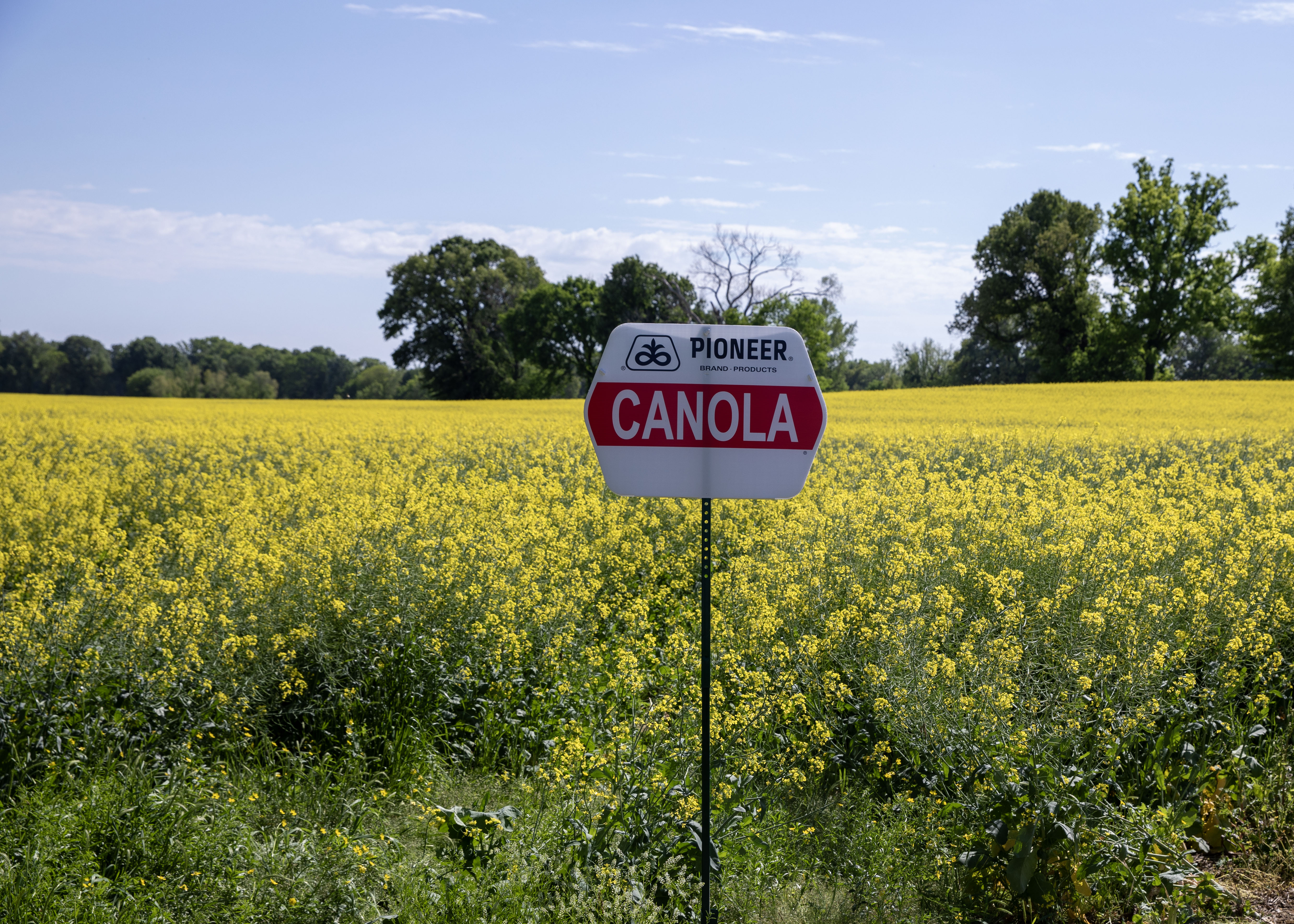 canola