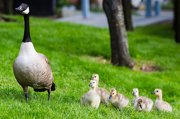 Are All Your Ducks In a Row? Positioning Your Portfolio for the Market&rsquo;s Next Move
